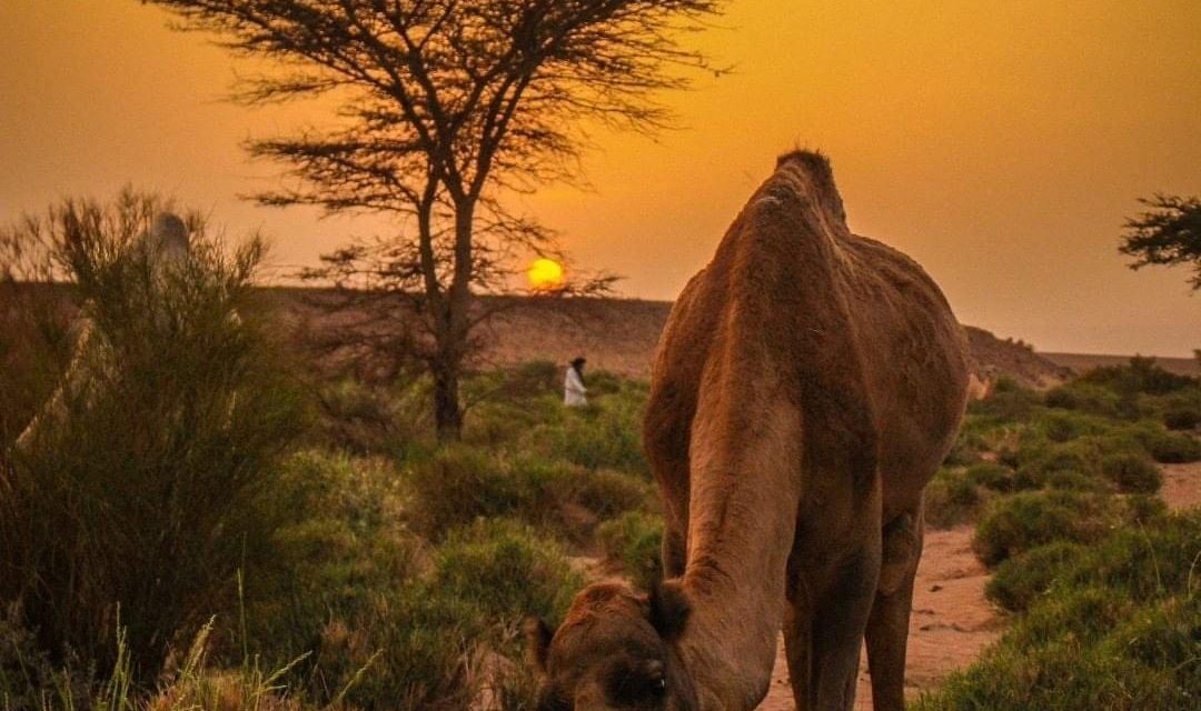 L’après-Covid… Retrouvez les joies du voyage à petits prix et faites le plein d’énergie dans le désert du Maroc !
