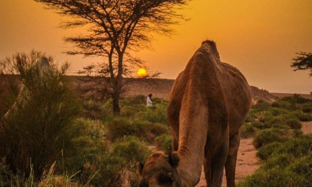 L’après-Covid… Retrouvez les joies du voyage à petits prix et faites le plein d’énergie dans le désert du Maroc !